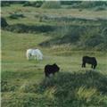 The Shetland Ponies Dawlish Warren